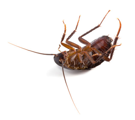 Eastern cockroach isolated on white
