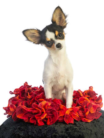 Chihuahua puppy sitting on a red scarf looking straight aheadの写真素材