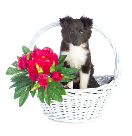 Shetland Sheepdog in basket on white backgroundの写真素材