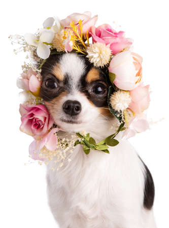 Young Chihuahua with a wreath of white and pink flowers on a white backgroundの写真素材