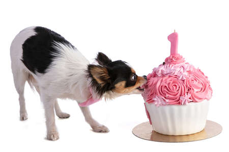 Chihuahua eating a cake for her birthday on a white backgroundの写真素材