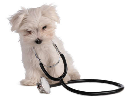 Maltese bichon puppy with a stethoscope on white backgroundの写真素材