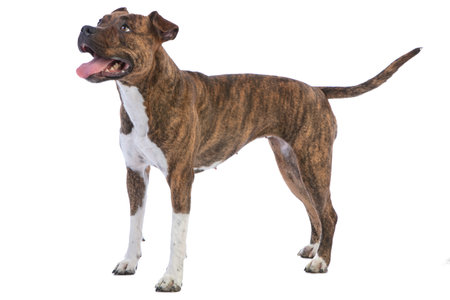 American staffordshire terrier on white background