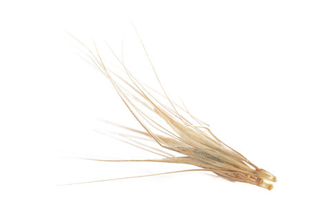 Grass spikelet cut out on white background
