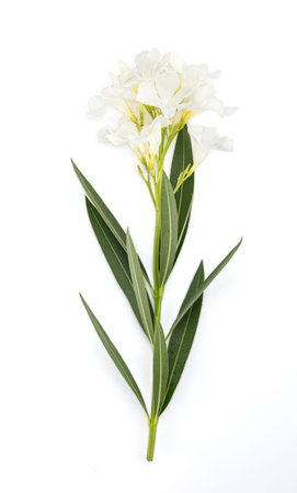 Pink Laurel with white flowers on white background