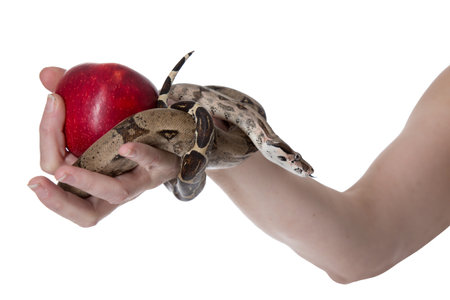Hand of Eve holding a snake and an apple on a white backgroundの写真素材