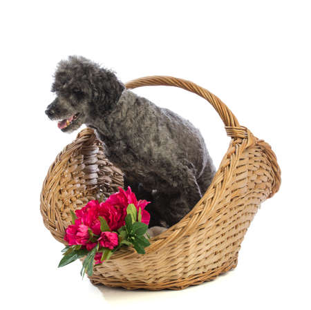Old gray dog Poodle in basketの写真素材