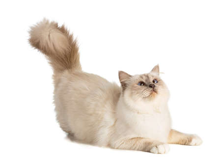 cat in breeding period on white backgroundの写真素材