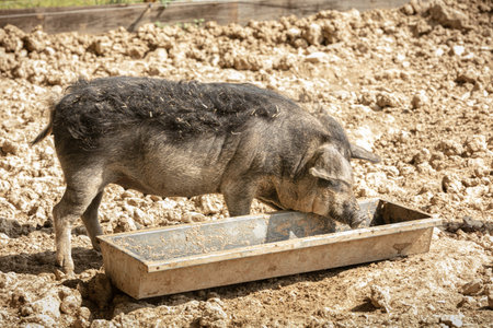 Young brown woolly pig next to a bowl