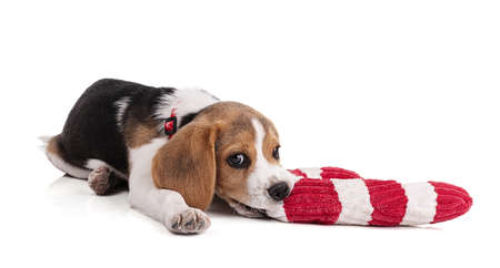 Puppy beagle with a red and white Christmas toy on white backgroundの写真素材