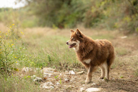 Lapponian herder standing free in natureの写真素材