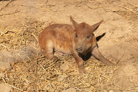 Wooly baby pigs in a farm