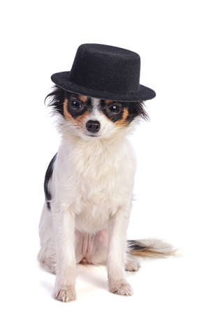 Sitting Chihuahua with black hat on white backgroundの写真素材