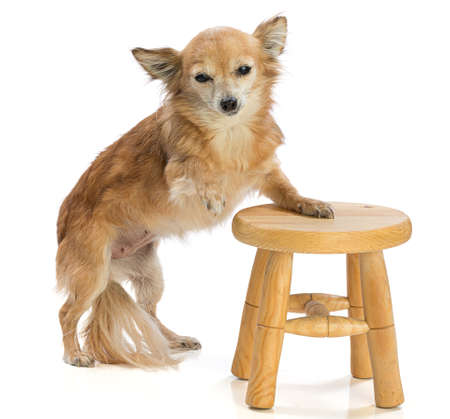 Chihuahua leaning on a stool on a white backgroundの写真素材