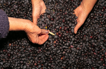 Women's hands with raw black olives, just picked to make olive oil