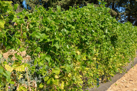 Bean plants grown high up on a vertical fence