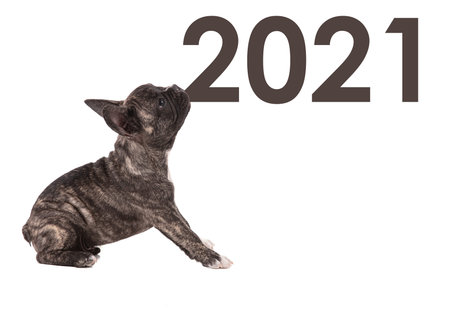 French bulldog puppy seated that holds 2021 in the mouth on white background