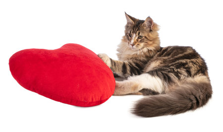 Young Maine coon with a big red heart on a white backgroundの写真素材