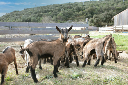 Cute baby goats in a farmの写真素材