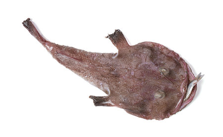 Monkfish with a fish in the mouth on white font