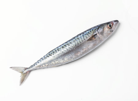 fresh mackerel on white backgroundの写真素材