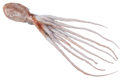 Fresh fish, octopus on white backgroundの写真素材