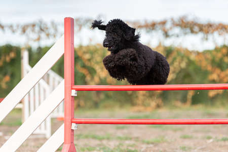 Royal black poodle jumping an agility fence outdoorsの写真素材