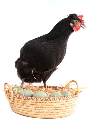 Black hen in a wicker basket with eggs on a white backgroundの写真素材