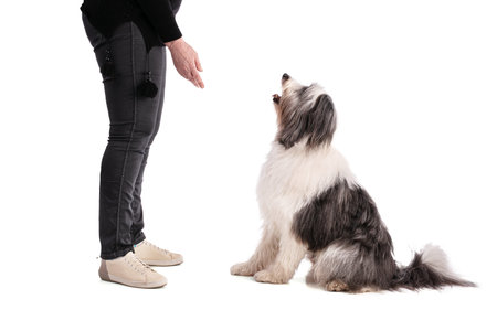 Education of Polish Lowland Sheepdog on white backgroundの写真素材