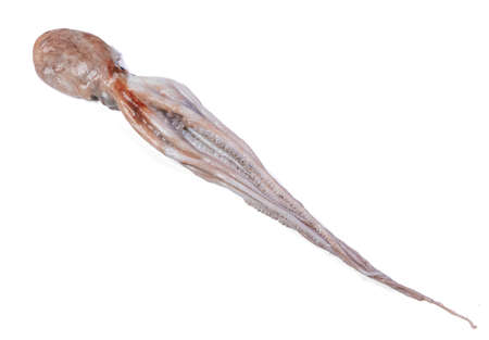 Fresh fish, octopus on white backgroundの写真素材