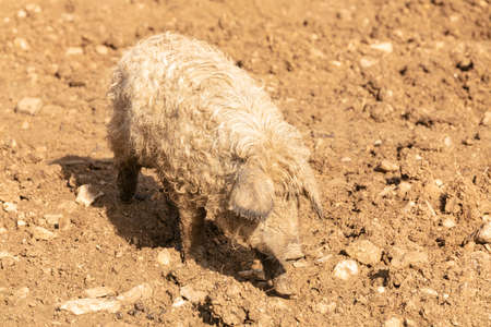 Young blond woolly pig in mudの写真素材