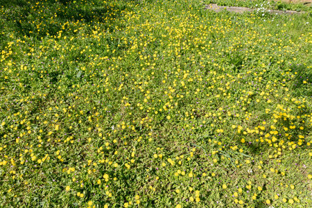 Field of wild flowers in spring