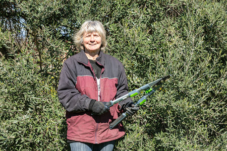 Woman pruning an olive tree before spring
