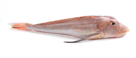 Red mullet on white background, Lepidotrigla cadmani