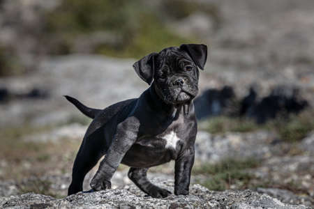 Black american bully puppy with a white spot walking outsideの写真素材