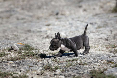 Black american bully puppy with a white spot walking outsideの写真素材