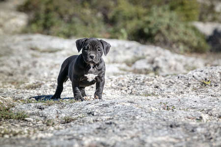 Black american bully puppy with a white spot walking outsideの写真素材