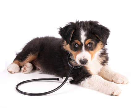 Australian shepherd puppy isolated with stethoscope on white backgroundの写真素材