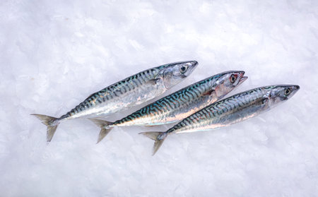 Three fresh mackerel in ice at a fishmonger's