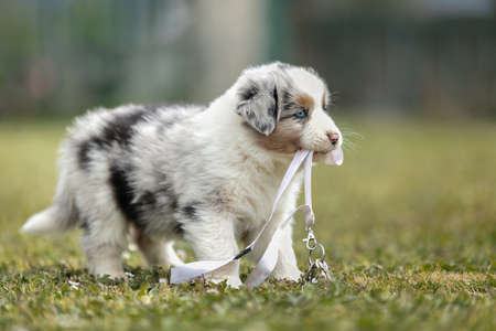 Cute australian shepherd puppy in the grass outsideの写真素材