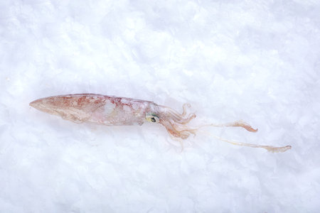 Fresh squid in ice at a fishmonger's