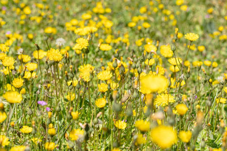 Prairie of wild flowers in springの写真素材