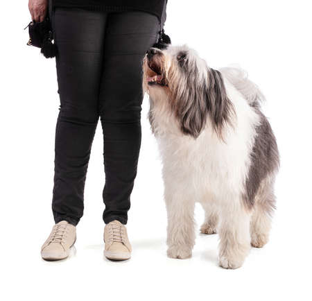 Education of Polish Lowland Sheepdog on white backgroundの写真素材