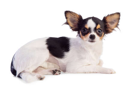 Young Chihuahua lying with a bandage after an operation on white backgroundの写真素材