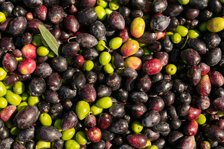 Piles of raw black and green olives, just picked to make olive oilの写真素材