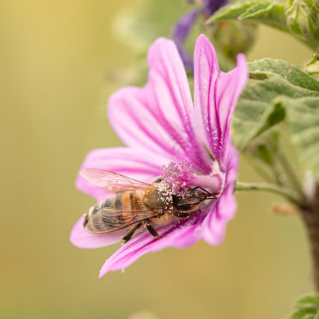 Bee foraging in a mallow flower in nature
