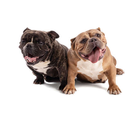 Portrait of tow american bully dogs on a white backgroundの写真素材