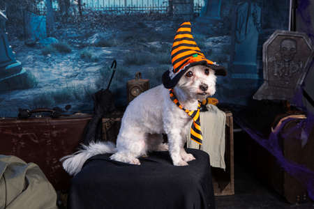 Coton de Tulear in a Halloween night scene with a hatの写真素材