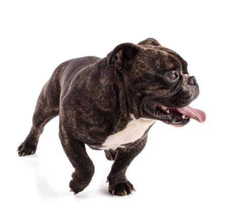 Portrait of an american bully dog on a white backgroundの写真素材