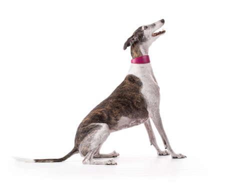 Galga espanol in studio on white backgroundの写真素材